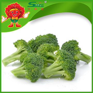 Frozen IQF broccoli florets melhor preço